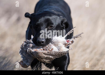 Black Labrador Retriever with a Hungarian Partridge in North Dakota Stock Photo