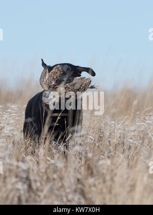 Black Labrador Retriever with a Hungarian Partridge in North Dakota Stock Photo