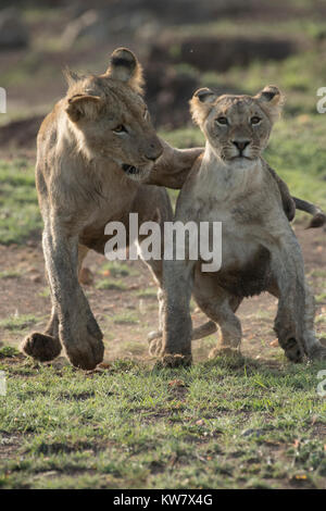 Two lion (Panthera pardus) cubs playing together in the Masai Mara game reserve Stock Photo