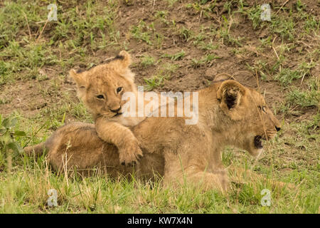 Lioness (Panthera leo) with young  cub climbing on her Stock Photo