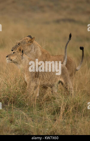 Mother and cub Lions (Panthera leo) nuzzling in the rain in the Masai Mara game reserve in Kenya Stock Photo