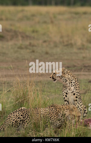 Two Cheetah (Acinonyx jubatus) with a Thomsons gazelle (Eudorcas thomsonii)  just after killing it Stock Photo