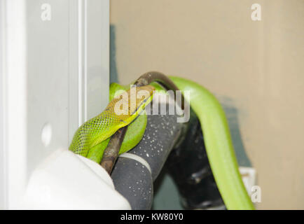 Red-tailed green rat-snake coiled around air-conditioning unit Bako National Park visitor centre Sarawak Borneo Stock Photo