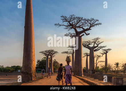 Locals and tourists mingle along the Avenue of Baobabs. Madagascar, Africa. Stock Photo