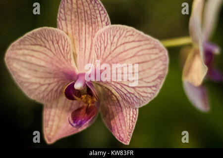 Pink and White Orchid on Display Stock Photo