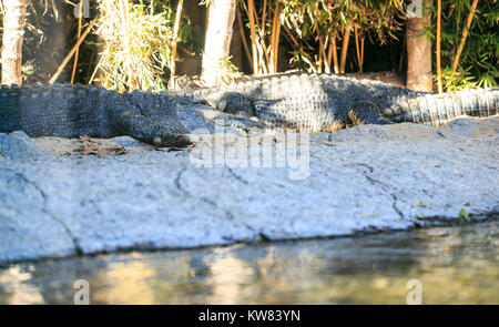 A couple of crocodiles in a zoo Stock Photo