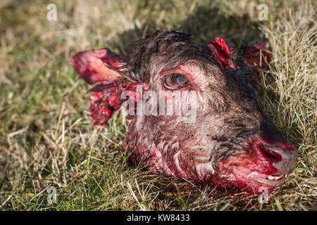 Venison head, raw dog feeding, prey model Stock Photo