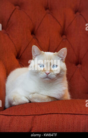 A white flamepoint Siamese cat with blue eyes sits on a plush orange chair. Stock Photo