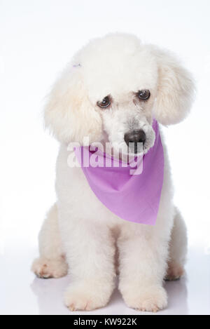 Sitting cute white poodle dog with groomed haircut Stock Photo