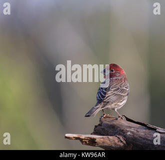 The House Finch (carpodacus mexicans) is native to western North America but has been introduced to the eastern part of the continent as well as Hawaii.  They forage primarily on the ground for seeds, grains, and berries. Stock Photo