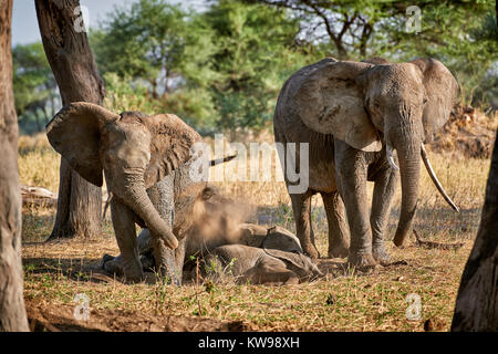 African bush elephants, Loxodonta africana, in Tarangire National Park, Tanzania, Africa Stock Photo