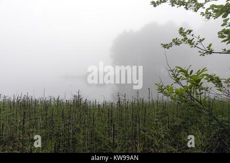 Karagol in a fogy day Artvin Turkey. Stock Photo