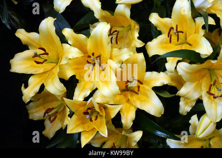 Close up of Yellow Lily Oriental (Lilium Solange) flowers on Display at the Harrogate Spring Show. Yorkshire, England, UK. Stock Photo