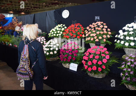 Lone Woman Looking at a Prize Display of Colourful Carnations Flowers at the Harrogate Spring Show. Yorkshire, England, UK. Stock Photo