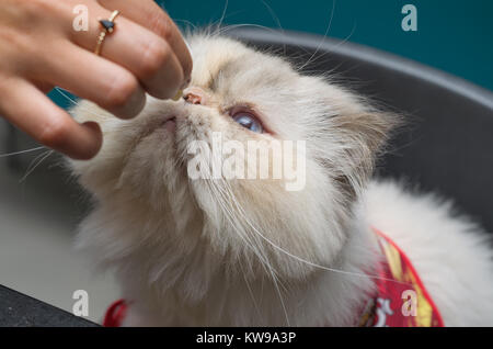 Beautiful domestic Himalayan cat of breed. Person giving food to the cat. Stock Photo