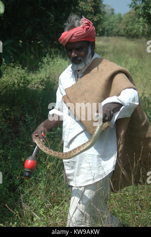 TIRUNELVELI, TAMIL NADU, INDIA,  FEBRUARY 28, 2009: Indian man catches a Russell's Viper, Daboia russelii, on February 28, 2009 in Tamil Nadu, South I Stock Photo