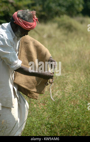 TIRUNELVELI, TAMIL NADU, INDIA,  FEBRUARY 28, 2009: Snake catcher with a handful of young vipers on February 28, 2009 in Tamil Nadu, South India. Snak Stock Photo