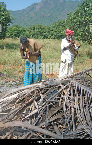 TIRUNELVELI, TAMIL NADU, INDIA,  FEBRUARY 28, 2009: Indian men blow whistles to attract snakes hiding in pile of coconut leaves on February 28, 2009 Stock Photo