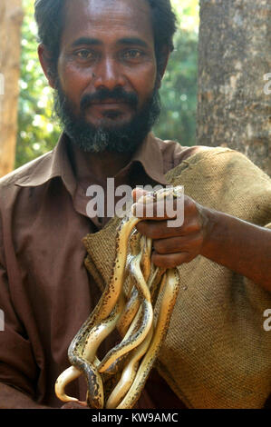 TIRUNELVELI, TAMIL NADU, INDIA,  FEBRUARY 28, 2009: Snake catcher with a handful of young vipers on February 28, 2009 in Tamil Nadu, South India. Snak Stock Photo