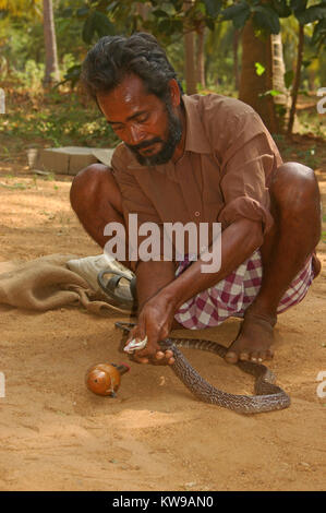 TIRUNELVELI, TAMIL NADU, INDIA,  FEBRUARY 28, 2009: Snake catcher milks a few drops of Indian cobra venom onto his whistle on February 28, 2009 in Tam Stock Photo