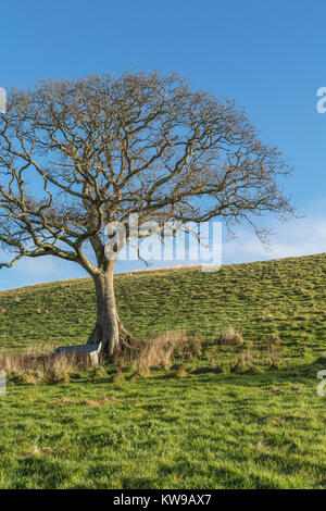 Isolated old oak tree in the middle of a field, with animal feeder trough at its base - with copy space. Countryside in winter concept, leafless tree. Stock Photo