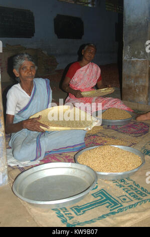 TAMIL NADU, INDIA, circa 2009: Unidentified women cleaning rice for sale, circa 2009 in Tamil Nadu, India. Much of India's economy still relies on han Stock Photo