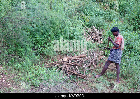 TAMIL NADU, INDIA, circa 2009: Unidentified man collects firewood, circa 2009 in Tamil Nadu, India. Much of India's economy still relies on hand tools Stock Photo