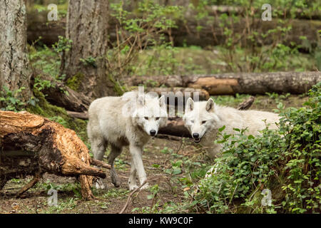 Two white Gray Wolves in a forest clearing in Northwest Trek Wildlife Park near Eatonville, Washington, USA Stock Photo