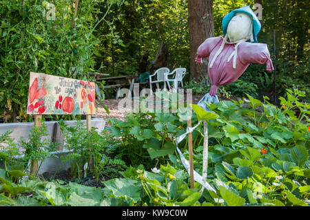 Junior gardener's raised bed garden in a community pea patch plot, complete with a girl scarecrow they made, in Issaquah, Washington, USA. Stock Photo