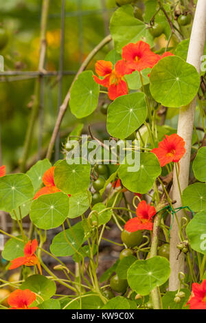 Nasturtium flowers growing with Sungold cherry tomatoes in a vegetable garden as a companion plant in Issaquah, Washington, USA. Stock Photo
