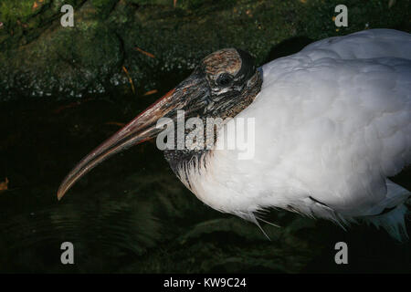 Wood stork an endangered species in Everglades National Park Florida ...