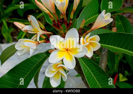 Plumeria - Frangipani flower on tree Stock Photo