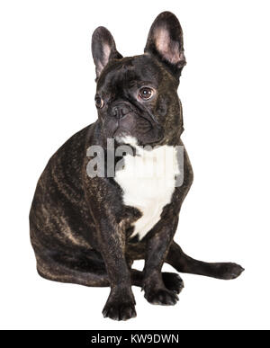 animal dog French bulldog sitting on white isolated background Stock Photo