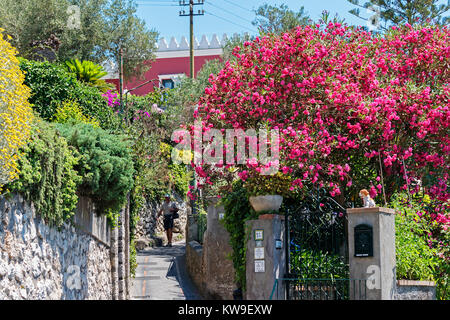 flower filled home gardens on the island of cpari, italy Stock Photo