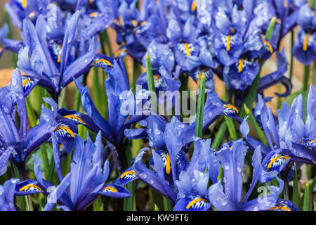 Dense group of the dwarf flowers of the purple early spring flowering Iris Reticulata in the garden Stock Photo