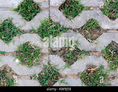 Background and texture of green grass in concrete block for pathway. Close up of grass in the garden. Stock Photo