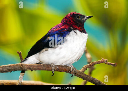 male violet-backed starling (cinnyricinclus leucogaster) perching on a tree in front of a green background Stock Photo