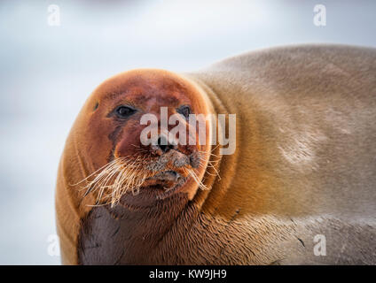 Bearded Seal on Ice Floe