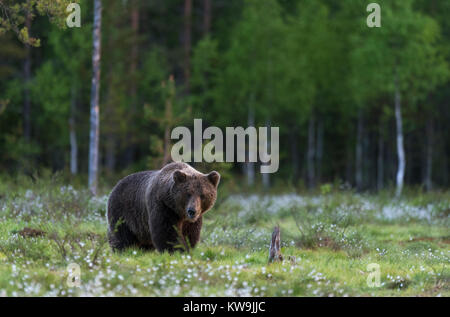 rasian Brown Bear, Finland
