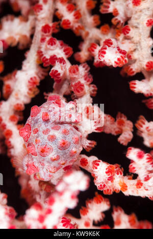 Pregnant Male Pygmy Seahorse (Hippocampus Bargibanti) Stock Photo