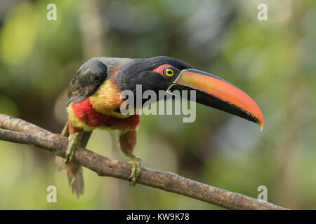 Fiery-billed Aracari (Pteroglossus frantzii) inhabits principally humid lowland forests, but has been recorded as high as 1800 m. Stock Photo