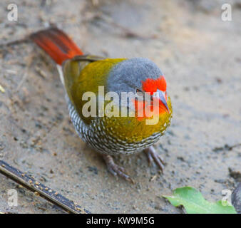 Green-winged Pytilia (Pytilia melba) at the Mkuze Game Reserve, KwaZulu, Natal, South Africa Stock Photo