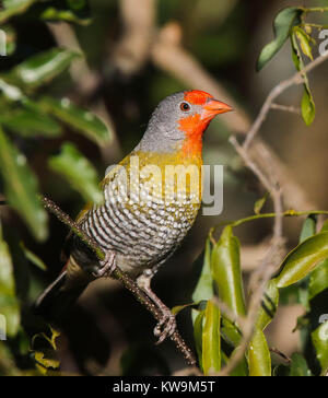 Green-winged Pytilia (Pytilia melba) at the Mkuze Game Reserve, KwaZulu, Natal, South Africa Stock Photo