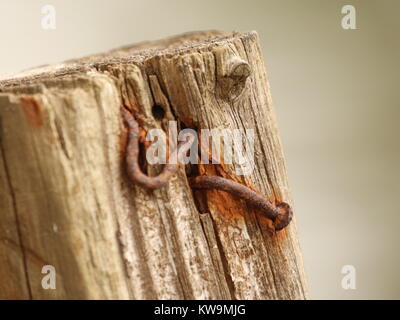 Rusty nails in wood post Stock Photo