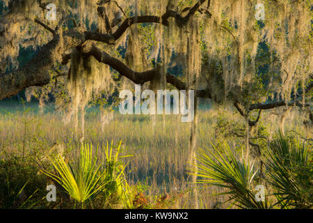 Live Oak Trees with Spanish Moss,,Callawassie Island, SC, USA by Bill Lea/Dembinsky Photo Assoc Stock Photo