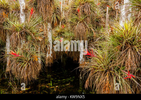 Epiphytes, Cardinal Bromeliad, growing on Bald Cypress, Everglades NP, FL USA, by Bill Lea/Dembinsky Photo Assoc Stock Photo