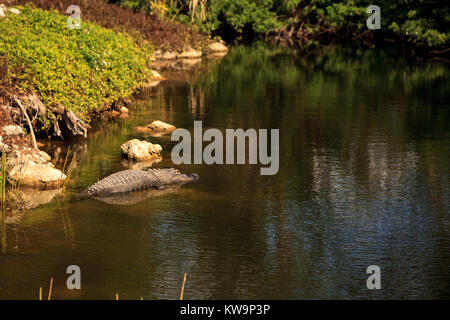 American alligator Alligator mississippiensis suns itself on a fallen tree in a pond in Naples, Florida Stock Photo