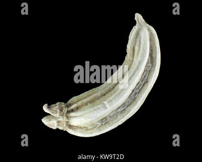 Reflected light micrograph of a fennel (Foeniculum vulgare cultivar group) seed Stock Photo