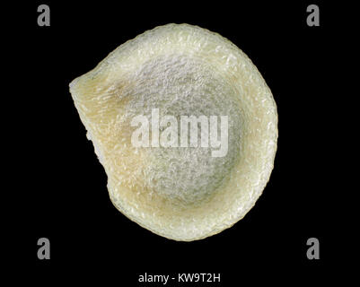 Reflected light micrograph of a bell pepper (Capsicum annuum cultivar) seed, about 5mm in size Stock Photo