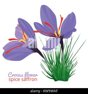 Vintage card with Crocus flower violet set on white background. Saffron spice. Watercolor style pattern Stock Vector